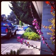 Blossoms picture in Instagram